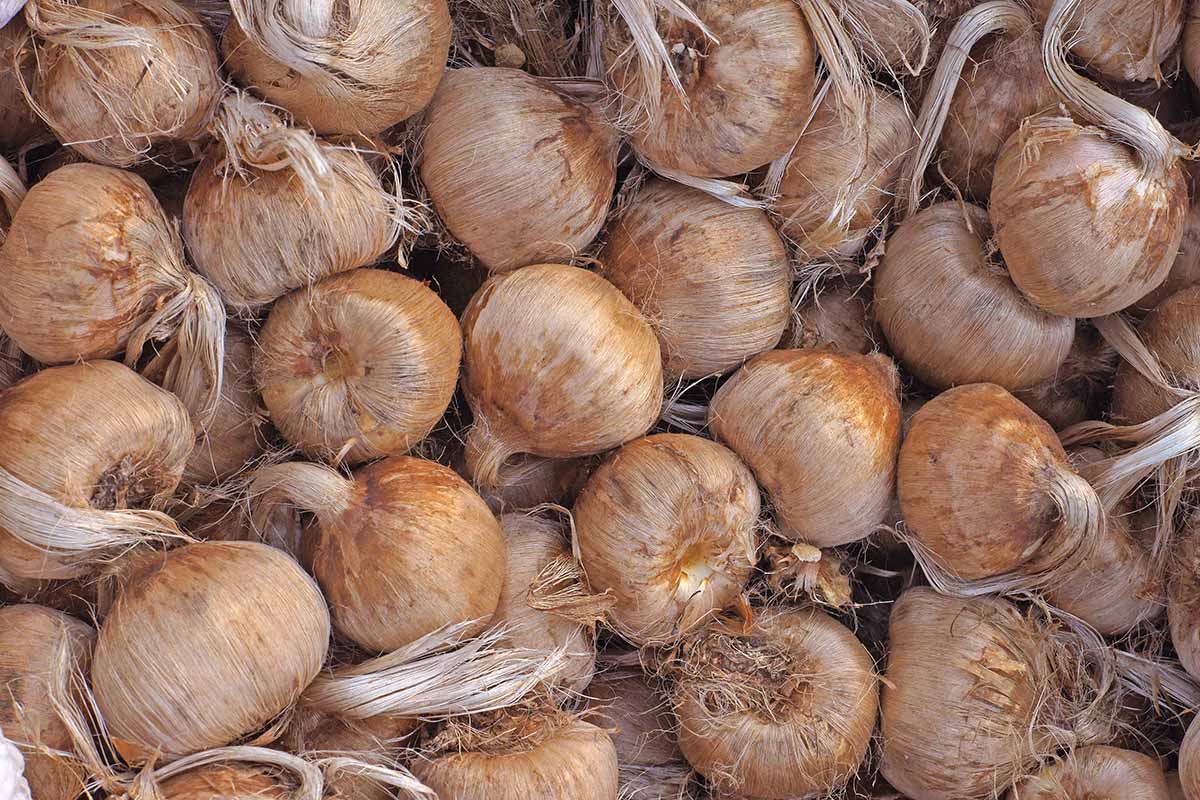 Une image horizontale rapprochée d'un tas de bornes de crocus de safran prête pour la plantation.