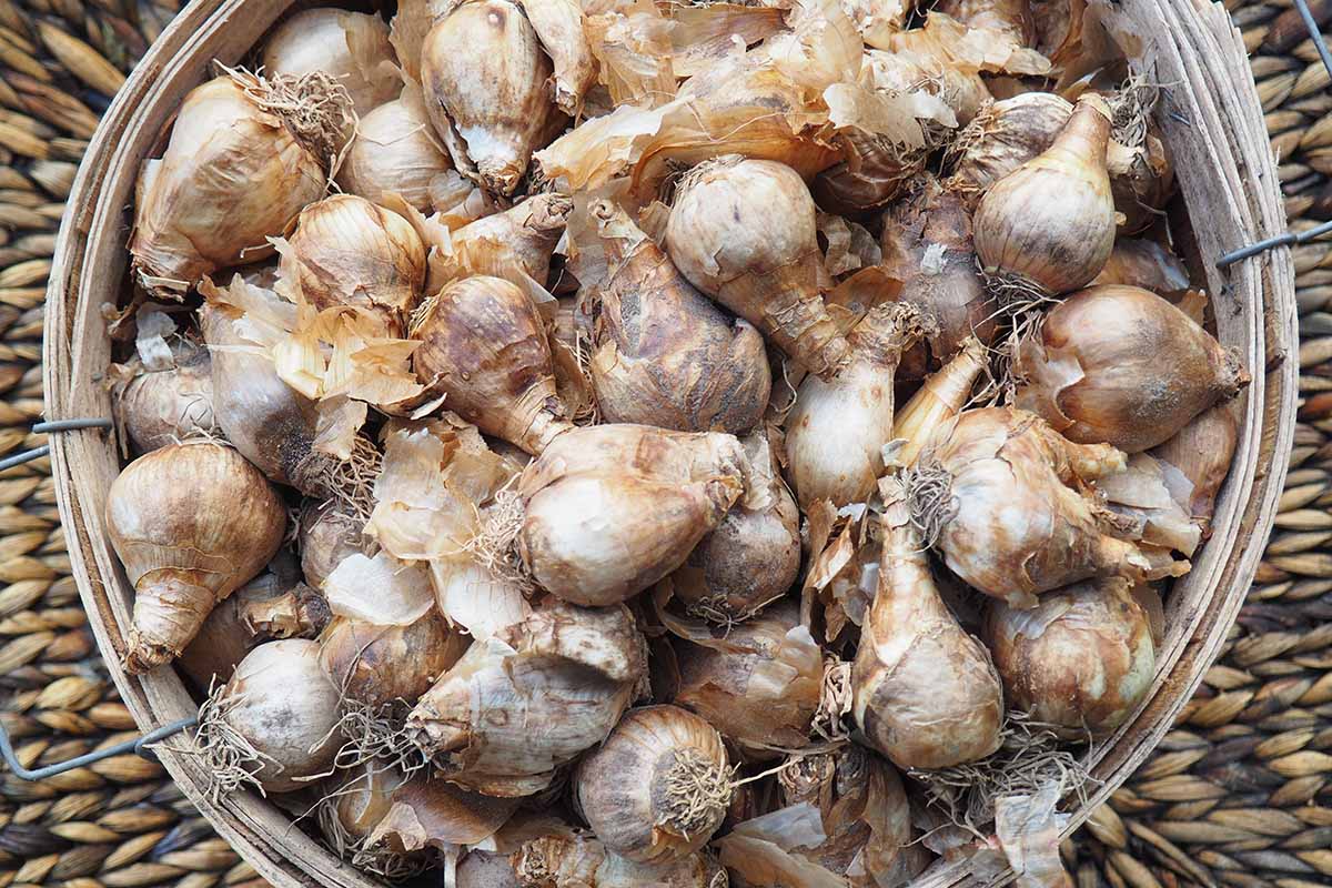 Une image horizontale rapprochée d'un tas de bulbes de jonquille dans un panier en osier.