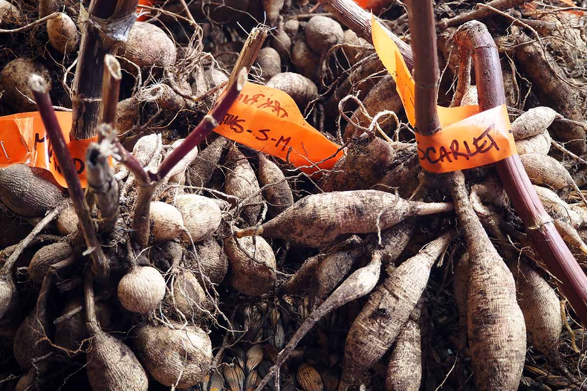 Une image horizontale grossière d'une pile de tubercules Dahlia avec des étiquettes pour le stockage d'hiver.