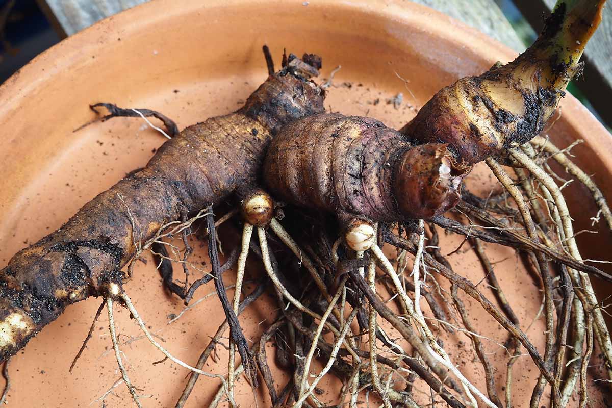 Une image horizontale rapprochée du rhizome d'un iris set sur une plaque en terre cuite.