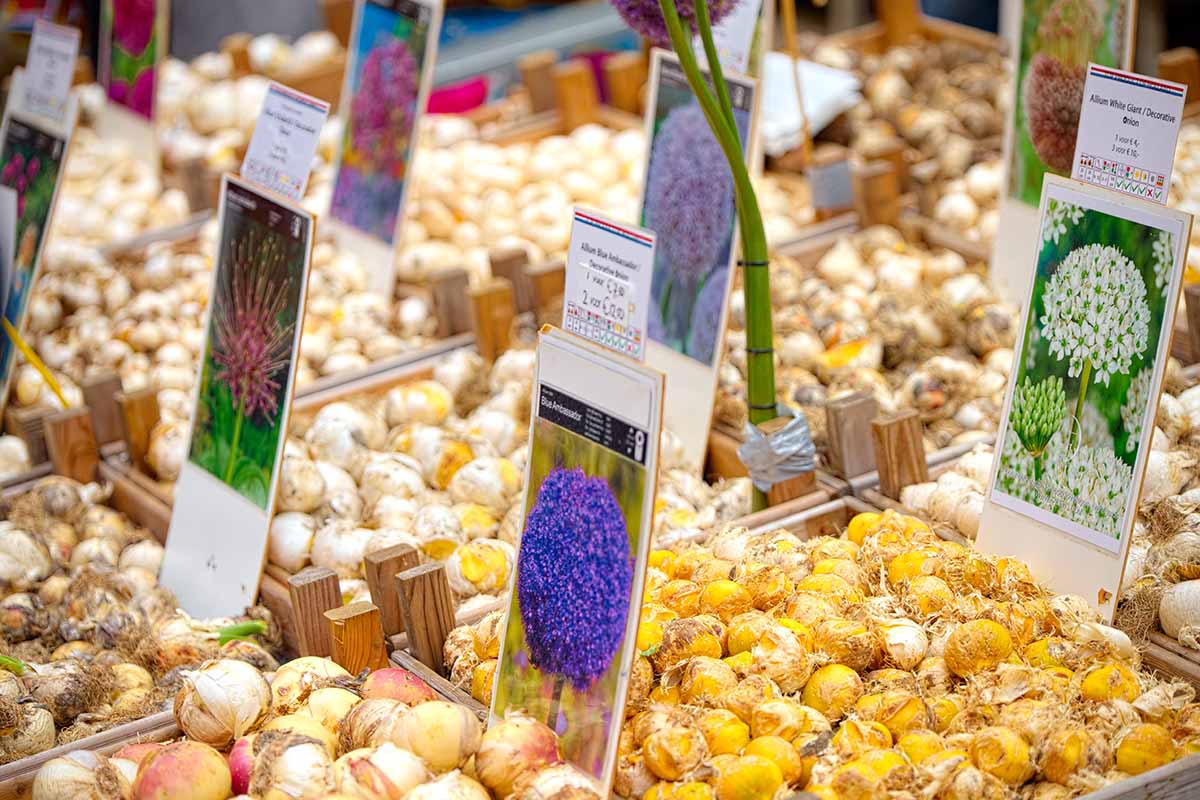 Une image horizontale rapprochée d'une sélection de bulbes et de bornes à fleurs sur un marché.