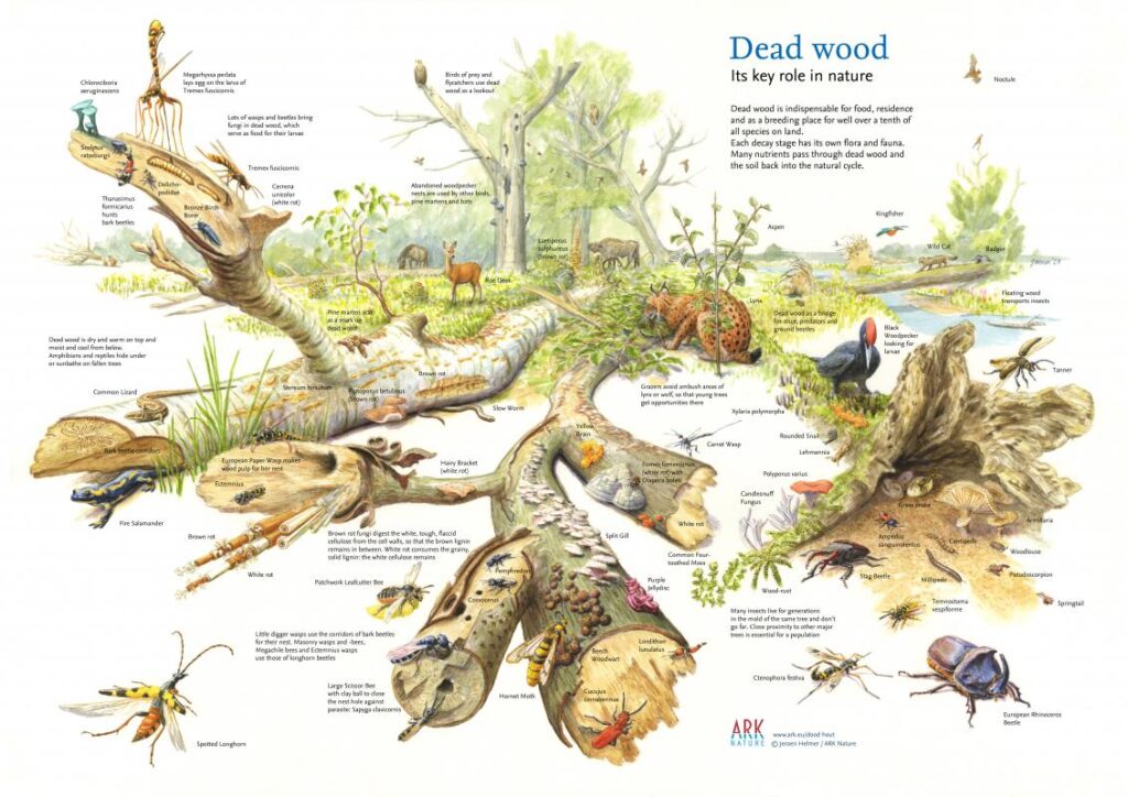 Biodiversité dans le jardin et l'habitat du bois mort