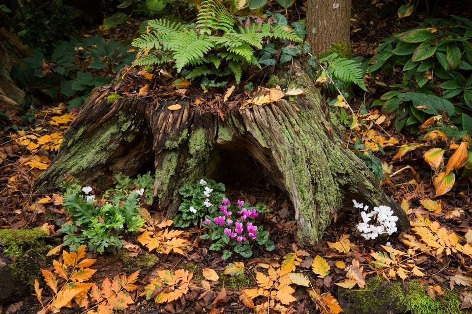 Biodiversité dans le jardin et l'habitat du bois mort