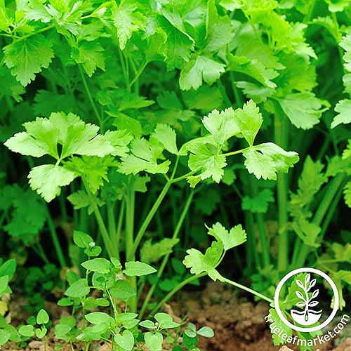 Une image carrée rapprochée de la coupe nannuelle «nanneuse» dans le jardin illustré sous un soleil brillant. En bas à droite du cadre se trouve un logo circulaire blanc et un texte.