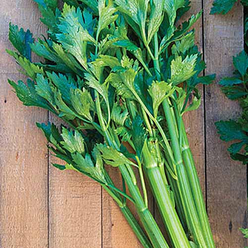 Une image carrée rapprochée de l'hybride de tango de graveolens d'apium, avec des tiges vert foncé, fraîchement récoltées et réglées sur une surface en bois.