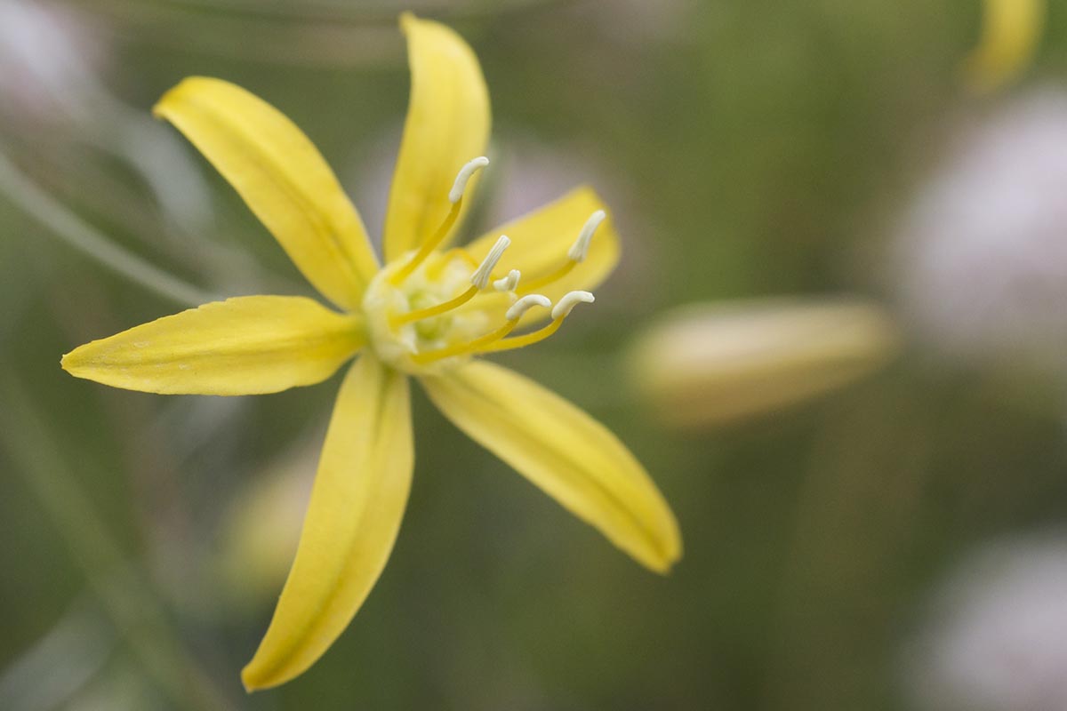 Une image horizontale rapprochée d'une seule fleur de Blooleria Crocea illustrée sur un fond de mise au point doux.
