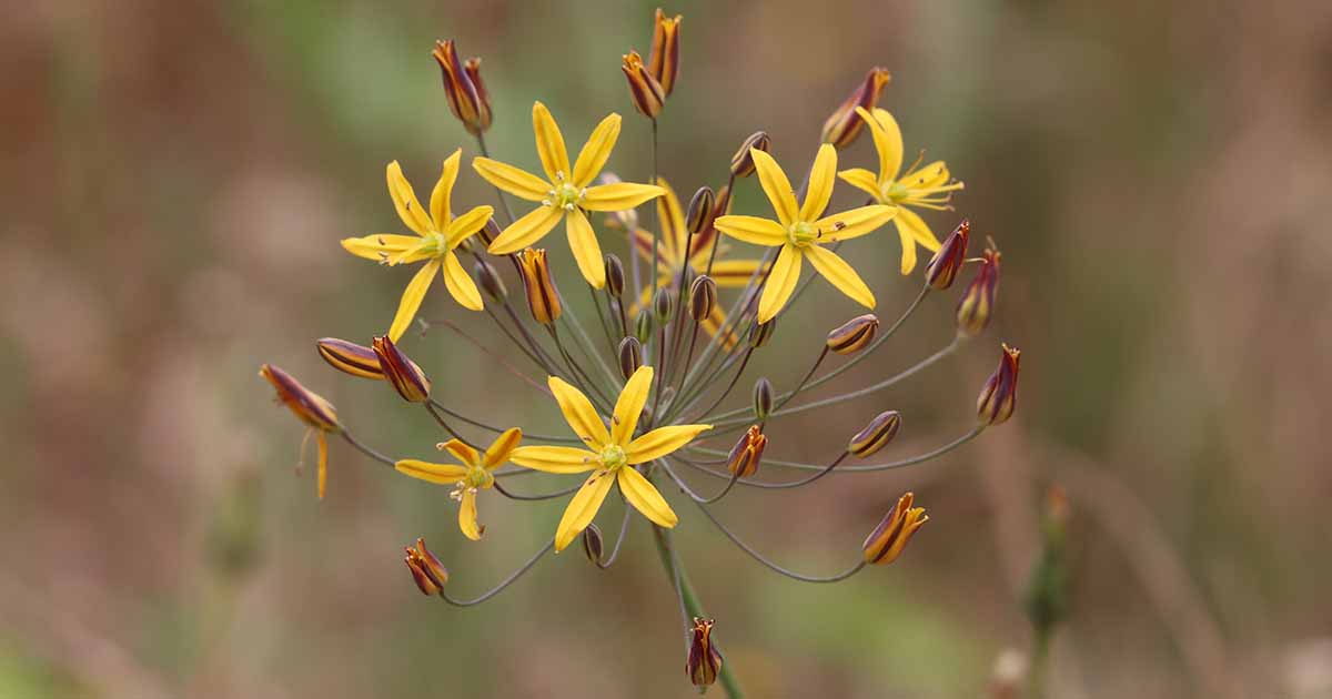 Comment cultiver Goldenstar commun (Bloomeria)