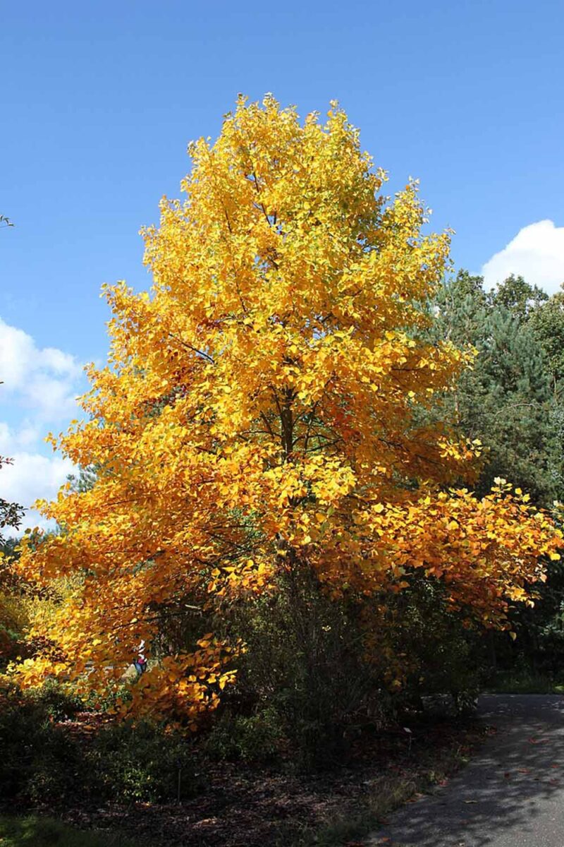 Une image verticale d'un peuplier jaune avec un feuillage d'automne brillant illustré sur un fond de ciel bleu.