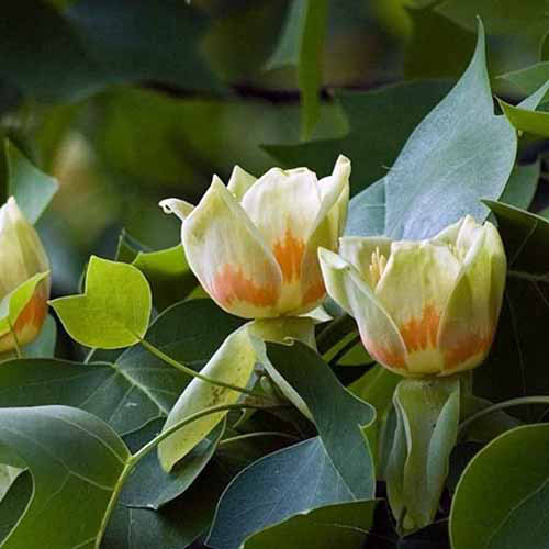 Une image carrée rapprochée des fleurs d'un arbre tulipe magnolia poussant dans le jardin.