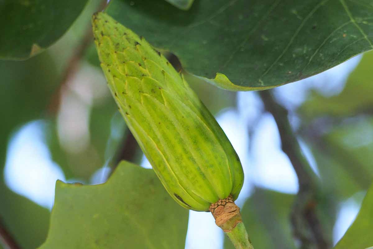 Une image horizontale rapprochée d'une gousse de semence en développement sur un arbre de tulipes magnolia illustré sur un fond de mise au point doux.