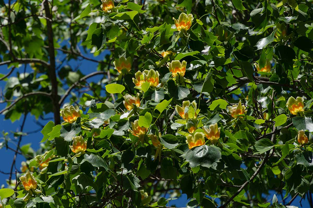 Une image horizontale rapprochée des fleurs et du feuillage de Liriodendron Tulipifera aka Tulip Poplar poussant dans le paysage illustré sous un soleil brillant.