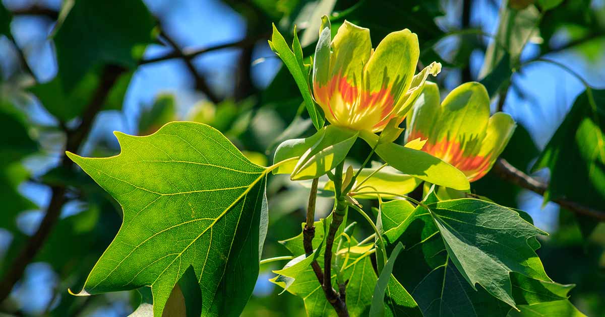 Comment grandir et prendre soin du tulipe (peuplier jaune)