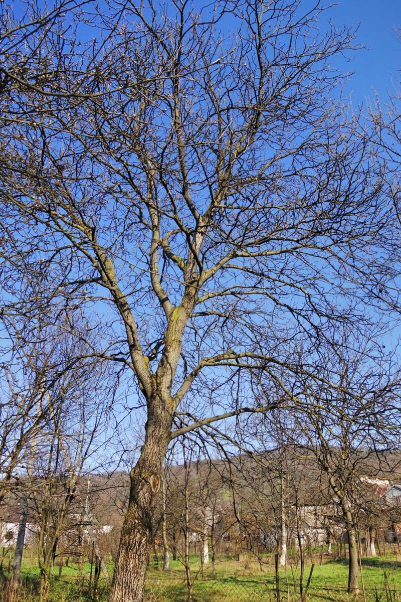 Noix noix au début du printemps avant que les feuilles rincent.
