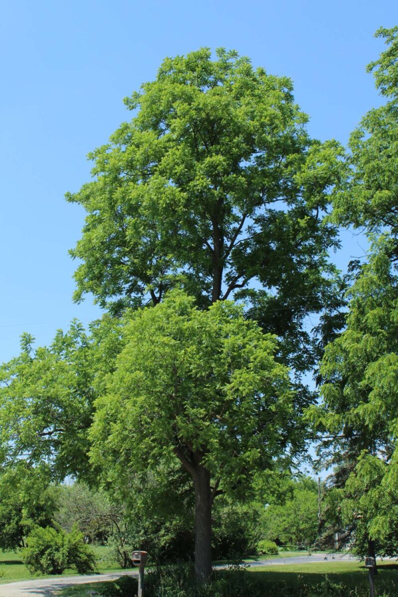 Vue complète d'un noyer noir mature en été avec des feuilles vertes.