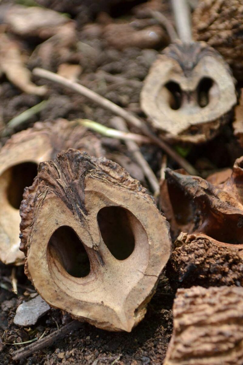 Gros plan des coquilles de noix noires vides posées sur le sol de la forêt.