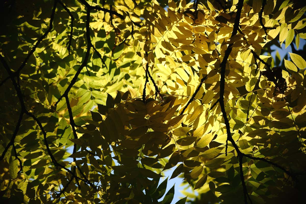Levant les yeux du sous-étage d'un noyer noir mature alors que les feuilles commencent à changer de couleur pour l'automne avec le soleil qui brille.