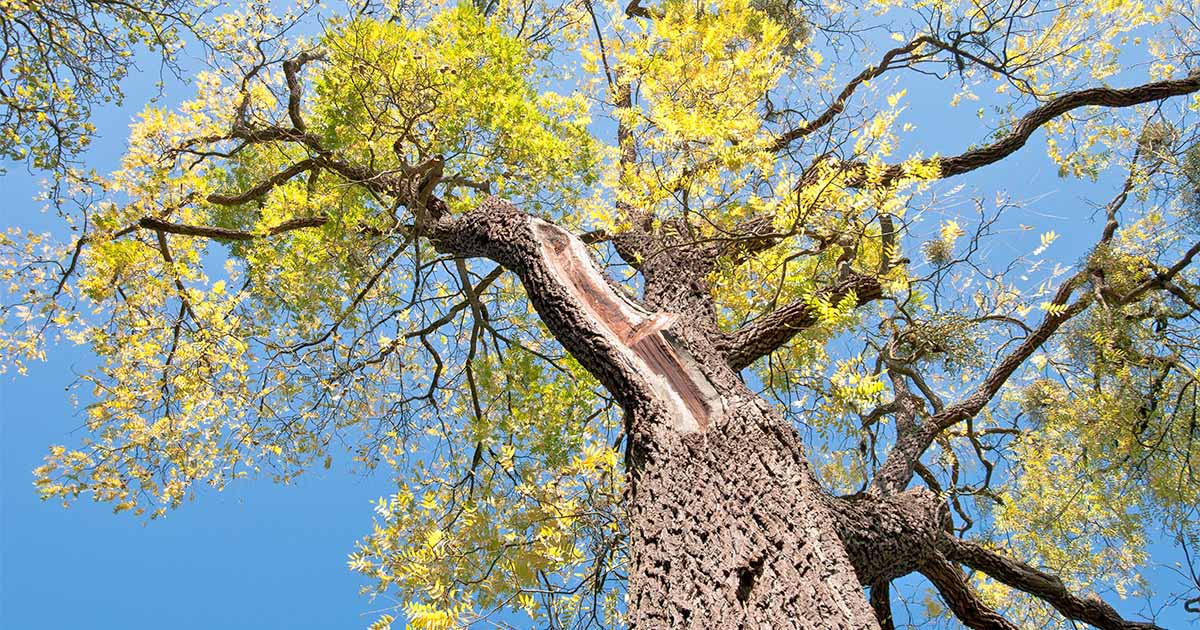 Death by Black Walnut: les faits sur la toxicité juglone