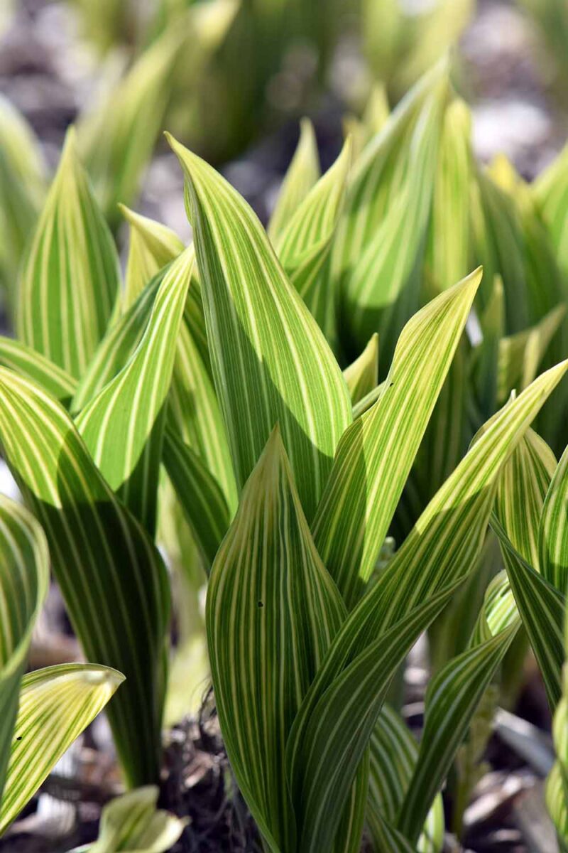 Une image verticale rapprochée du feuillage varié de la `` Lily polonaise '' de Convallaria Majalis de la vallée poussant dans le jardin illustré sous le soleil léger.