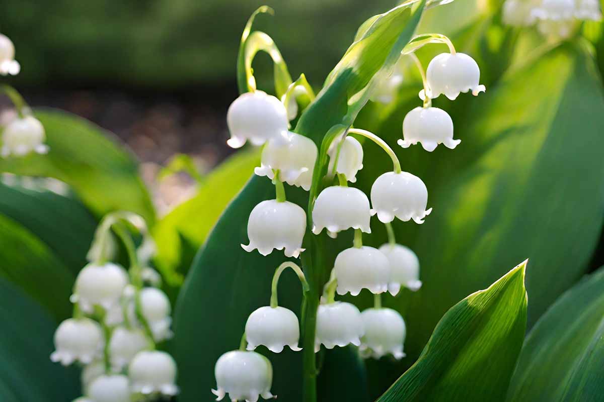 Une image horizontale rapprochée de grappes de lys blancs de la vallée (Convallaria Majalis) illustré sur un fond de mise au point doux.