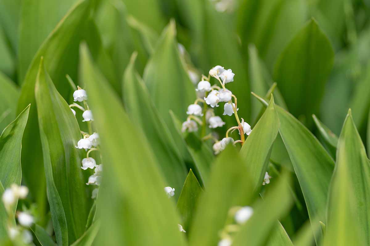 Une image horizontale rapprochée du minuscule lis de la vallée fleurit parmi les feuilles vert foncé.