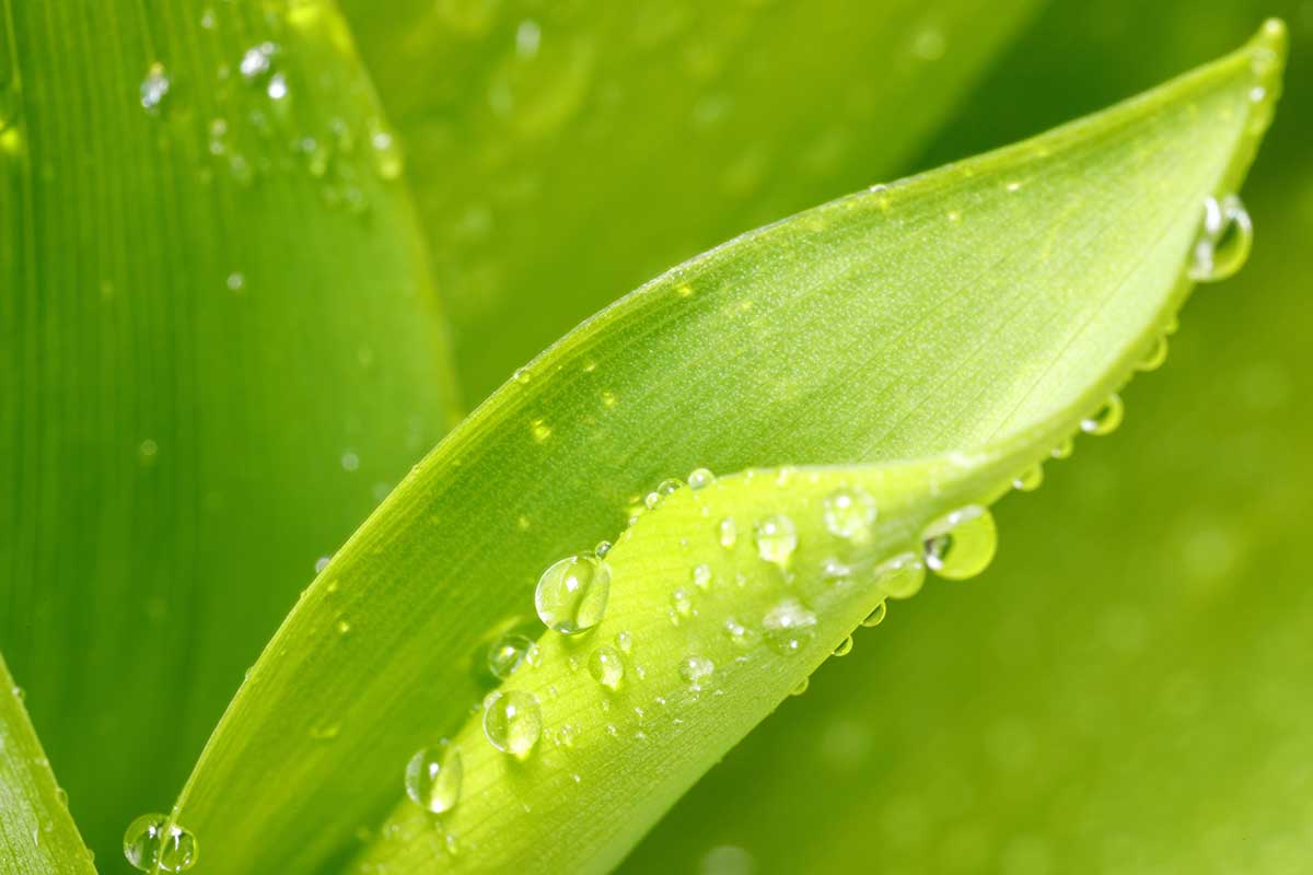 Une image horizontale rapprochée des gouttelettes sur l'eau sur le feuillage vert vif de Lily de la vallée.