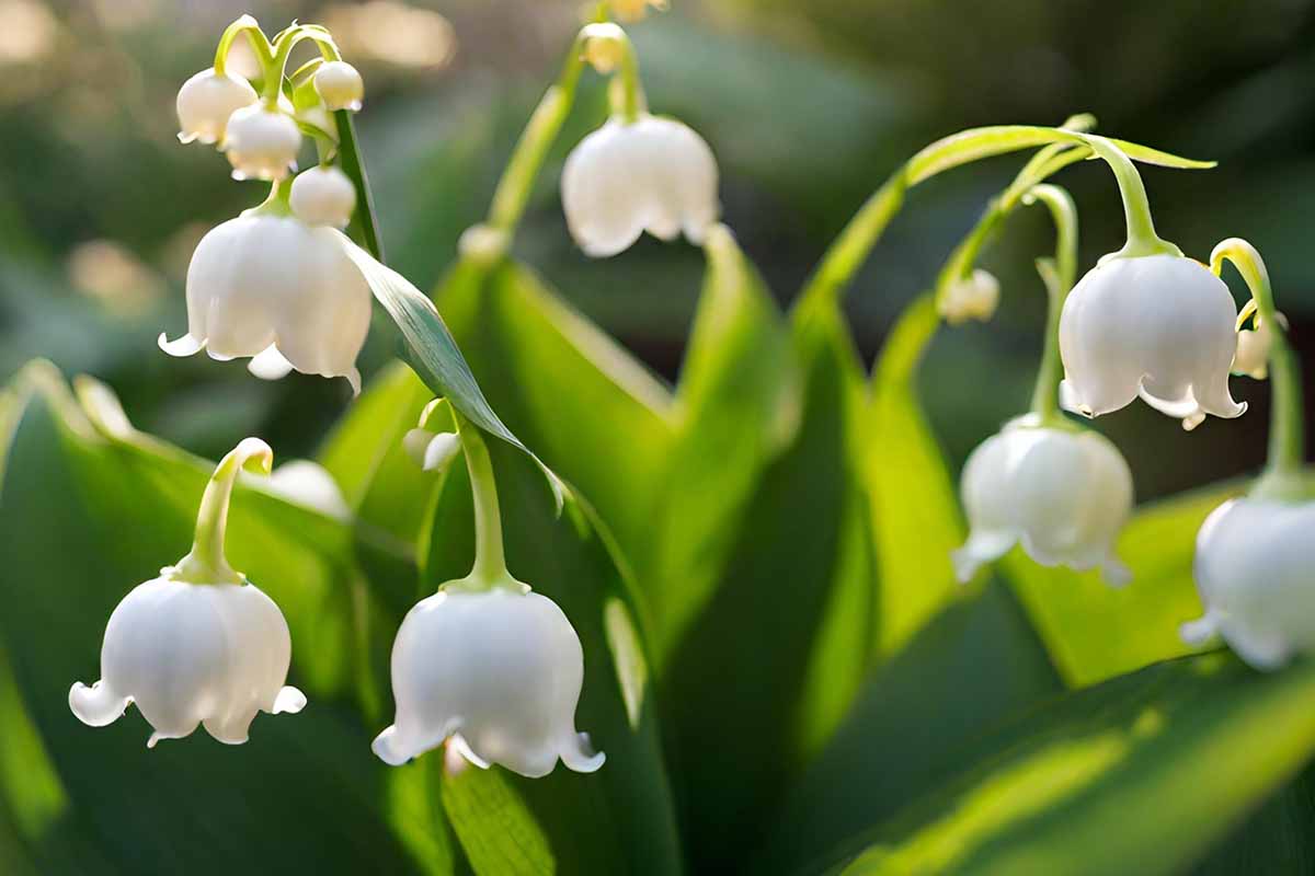 Une image horizontale rapprochée de Lily of the Valley Flowers illustré sous le soleil léger sur un fond de mise au point doux.