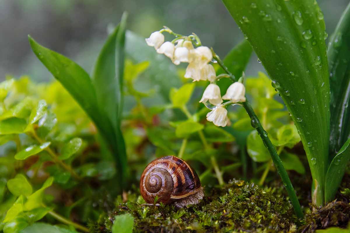 Une image horizontale rapprochée d'un escargot rampant dans un jardin moussu humide.