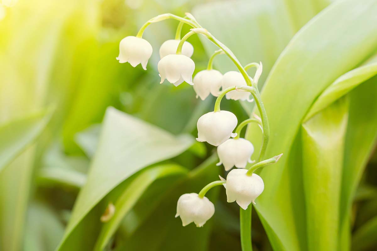 Une image horizontale rapprochée des fleurs de Lily de la vallée illustrée sur un fond de mise au point doux au soleil du soir.