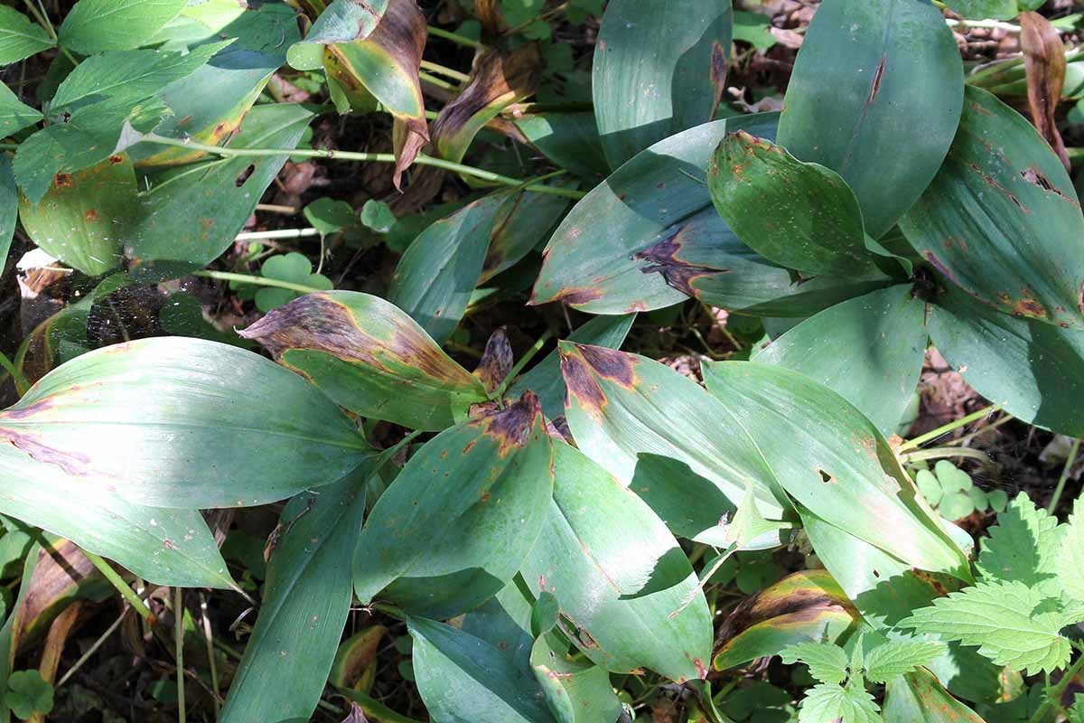 Une image horizontale rapprochée des symptômes de l'infection fongique causée par Botrytis sur Lily de la vallée.