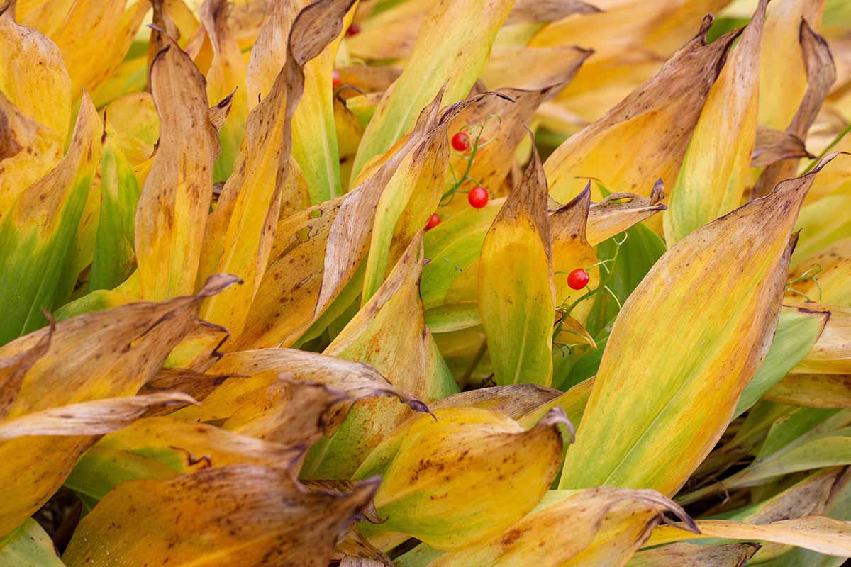 Une image horizontale rapprochée du feuillage jaune et flétri de Lily de la vallée poussant dans le jardin.
