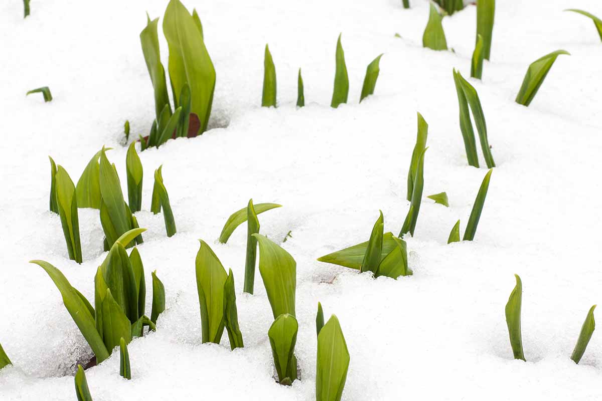 Une image horizontale rapprochée du feuillage de Lily de la vallée poussant à travers la neige à la fin de l'hiver.