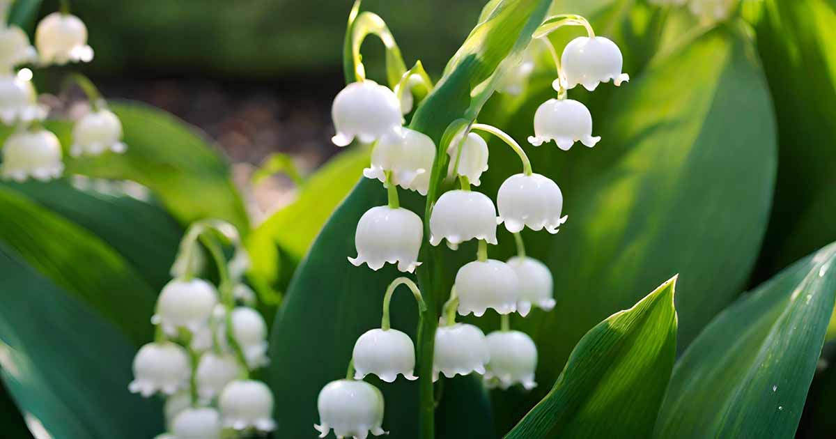 Dépannage des feuilles jaunes sur Lily de la vallée