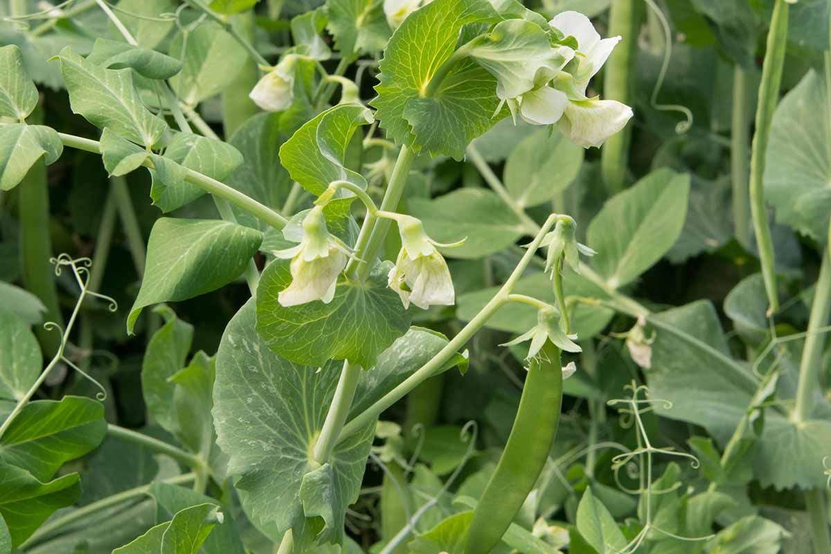 Une image horizontale rapprochée des fleurs et des gousses en développement de pois de «sucre Bon».