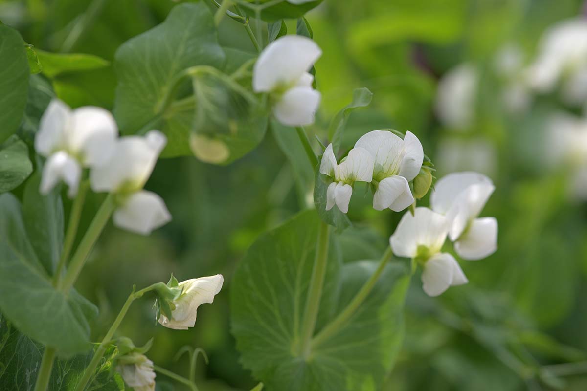 Une image horizontale rapprochée des fleurs blanches d'une plante de pois poussant dans le jardin illustré sur un fond de mise au point doux.