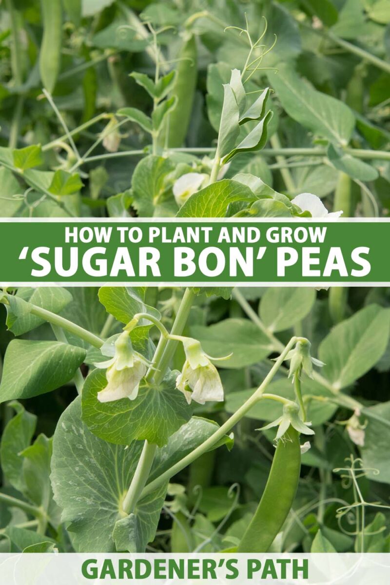 Une image verticale rapprochée des pois «Sugar Bon» poussant dans le jardin avec des fleurs et quelques gousses en développement. Au centre et au bas du cadre se trouve le texte imprimé vert et blanc.