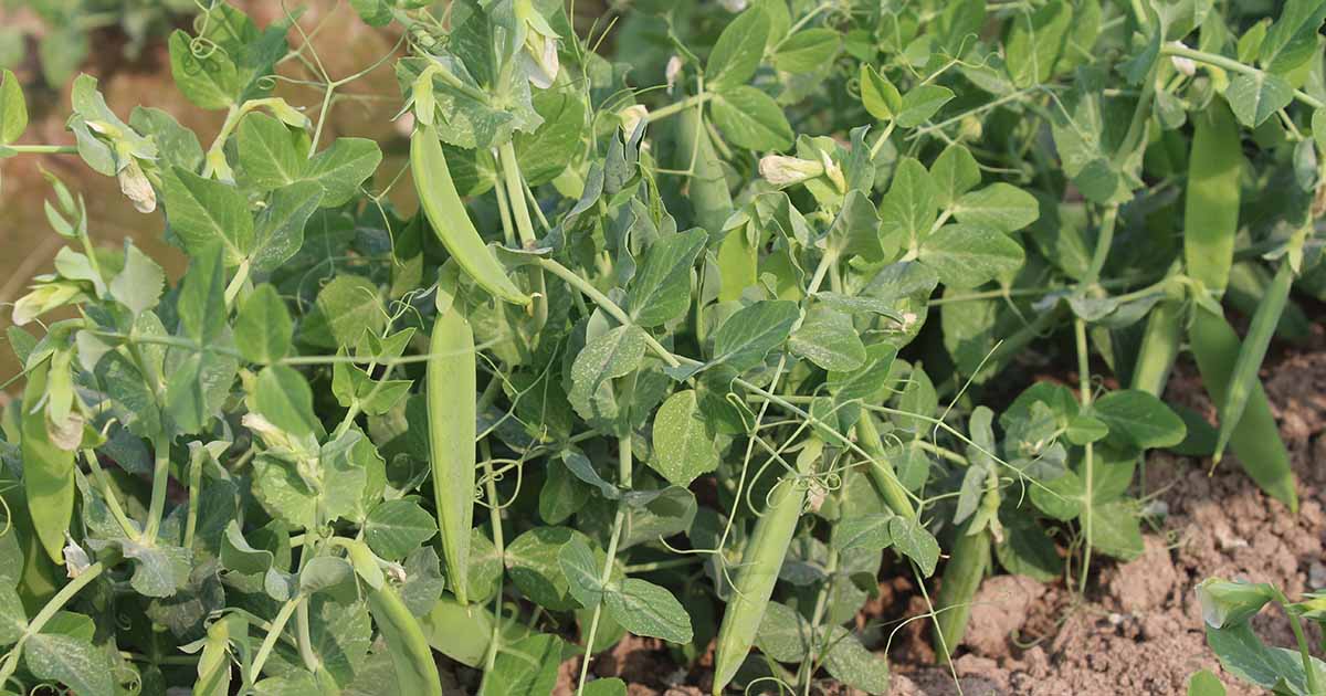 Conseils pour cultiver des pois de «sucre»