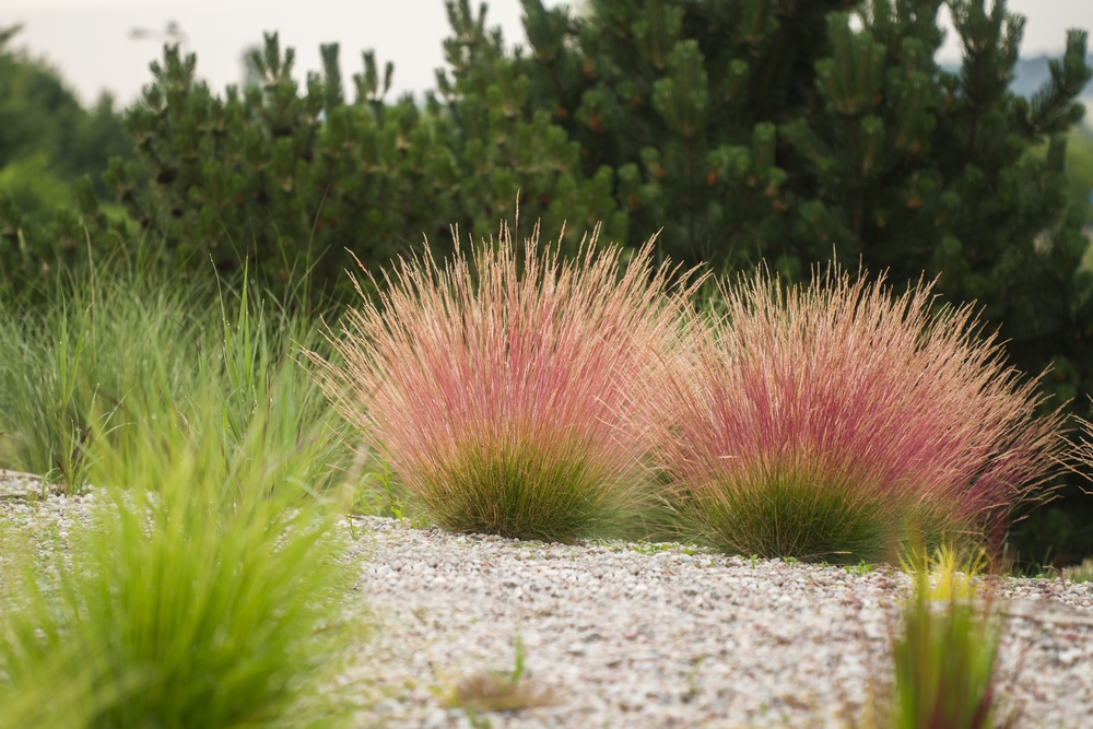 Petites herbes ornementales de jardin 