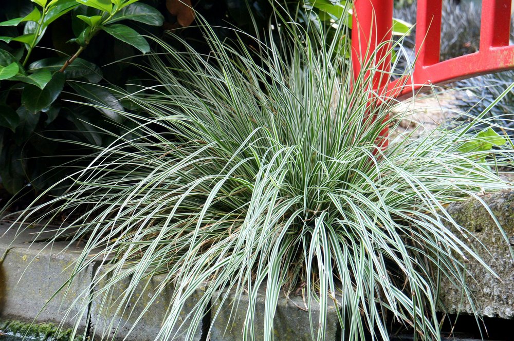 Petites herbes ornementales de jardin