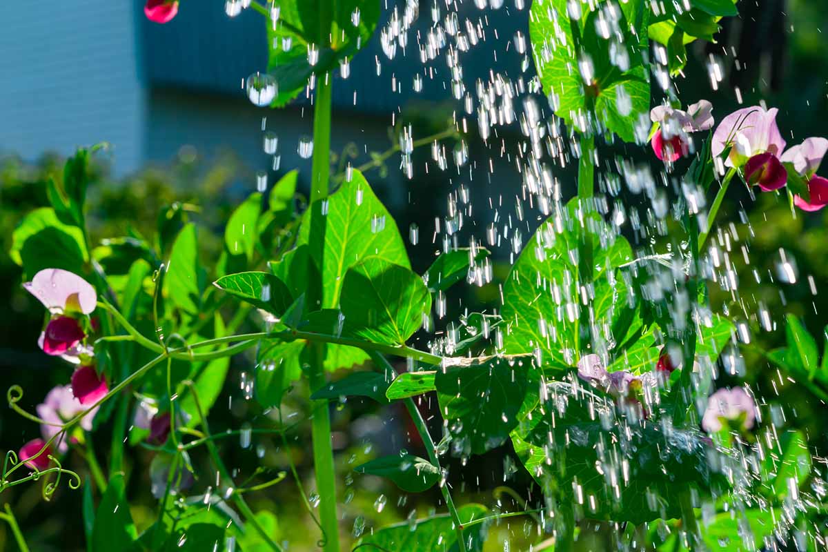 Une image horizontale rapprochée de l'eau en cascade sur des plants de pois sucrés illustrés sous un soleil brillant.