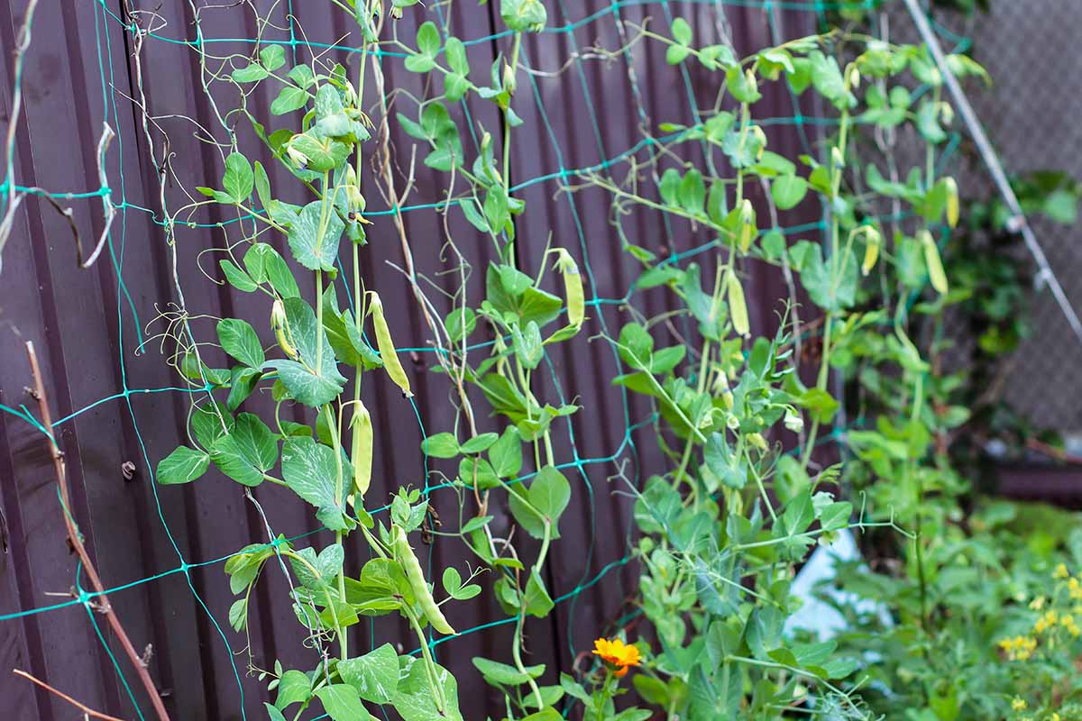 Une image horizontale rapprochée de pois doux qui grandit un maillage à côté d'une clôture dans le jardin.