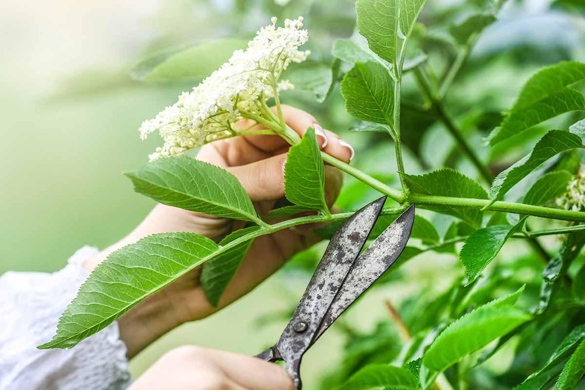 Une image horizontale rapprochée d'une main de la gauche du cadre en utilisant une paire de ciseaux pour récolter un groupe de fleurs de sureau dans le jardin.