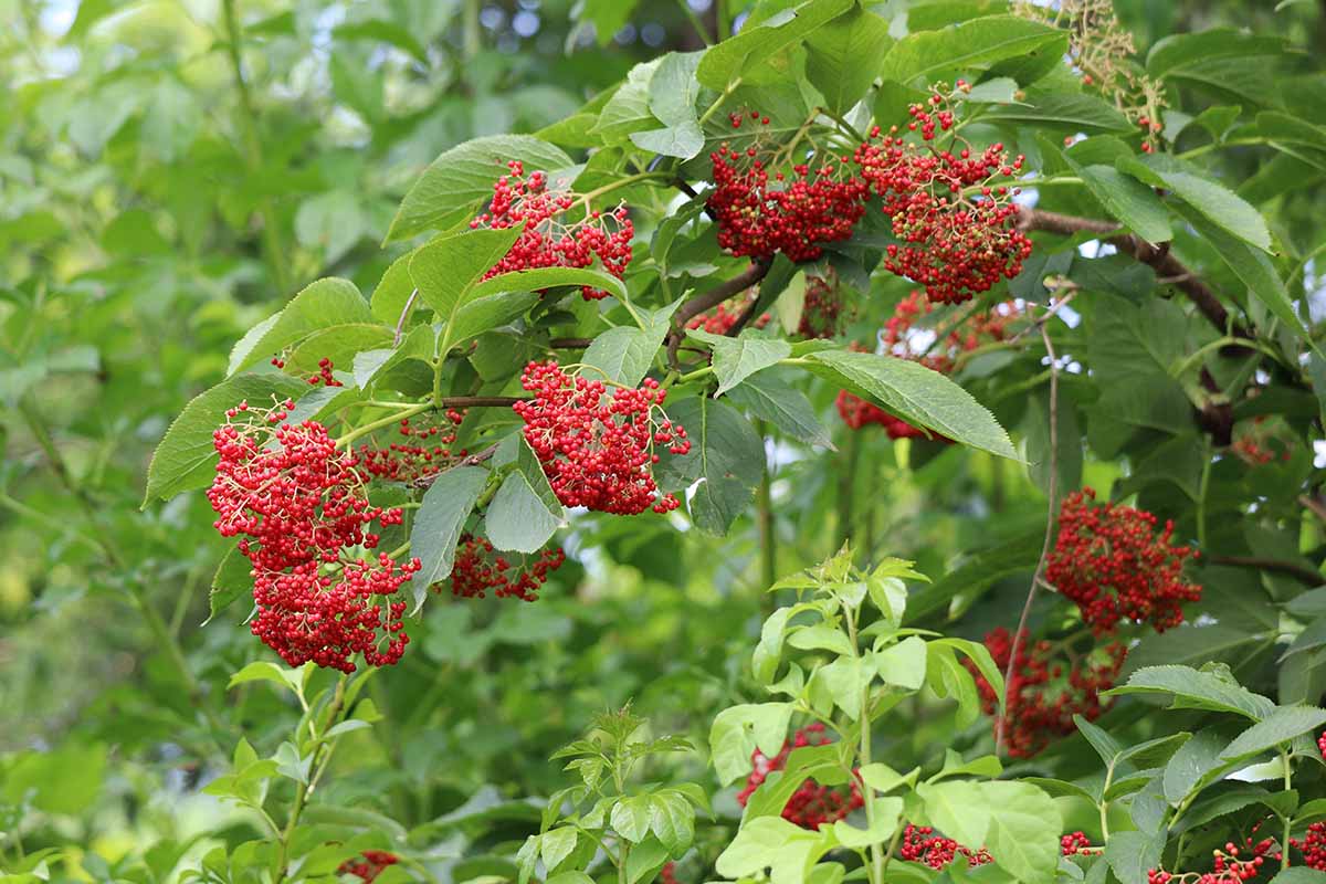 Une image horizontale rapprochée des Elderberries rouges mûrissant sur l'arbre.