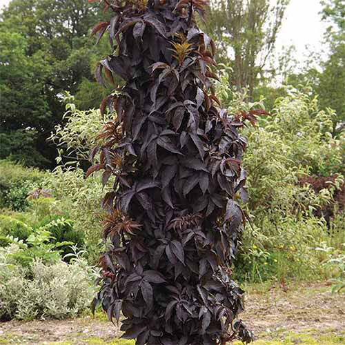 Une image carrée d'un arbuste de sureau de «tour noire» poussant dans le jardin.
