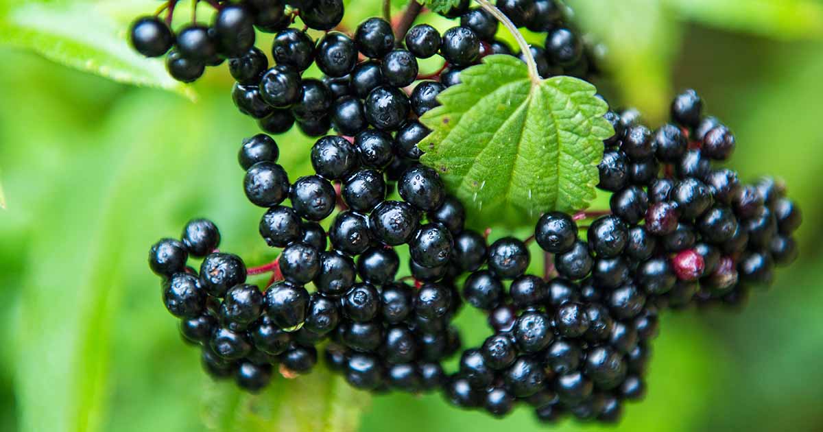 Comment planter et cultiver