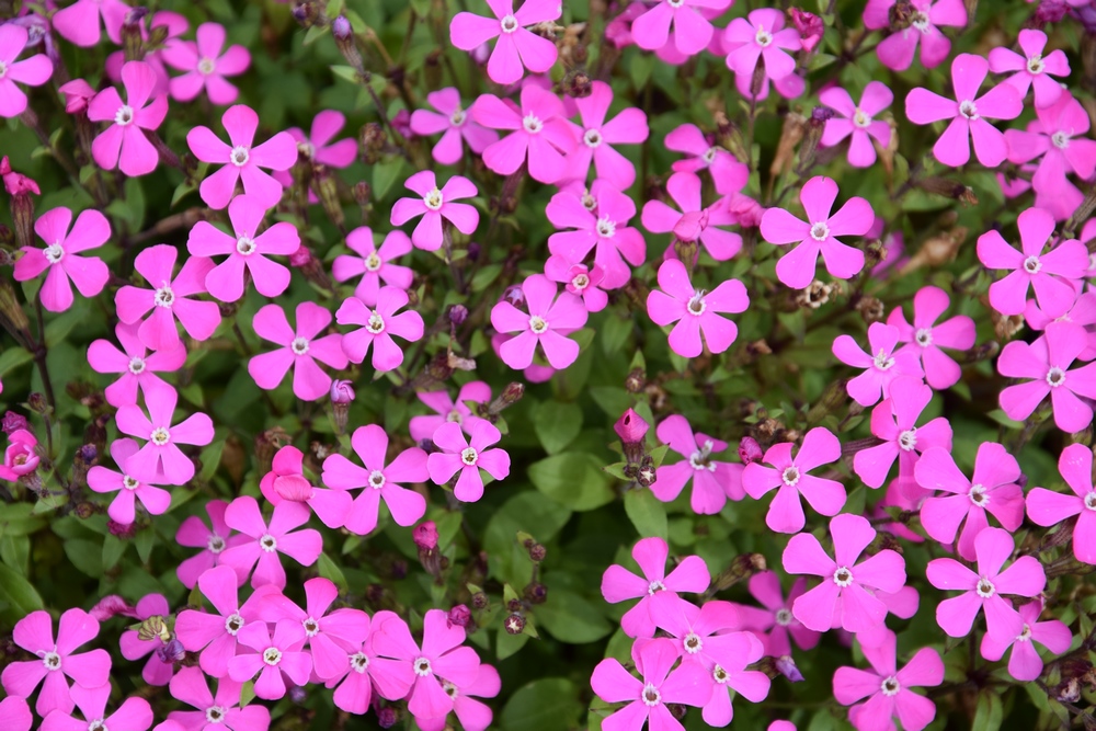SILENE Pseudoatocion Roses Fleurs