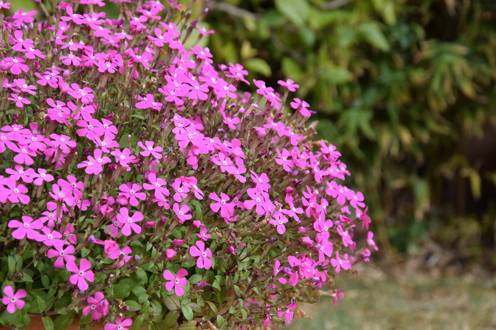 Flores rosas en invierno