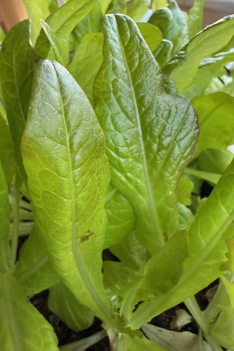 Un gros plan vertical de jeunes feuilles de laitue «Oscarde» poussant dans le jardin.