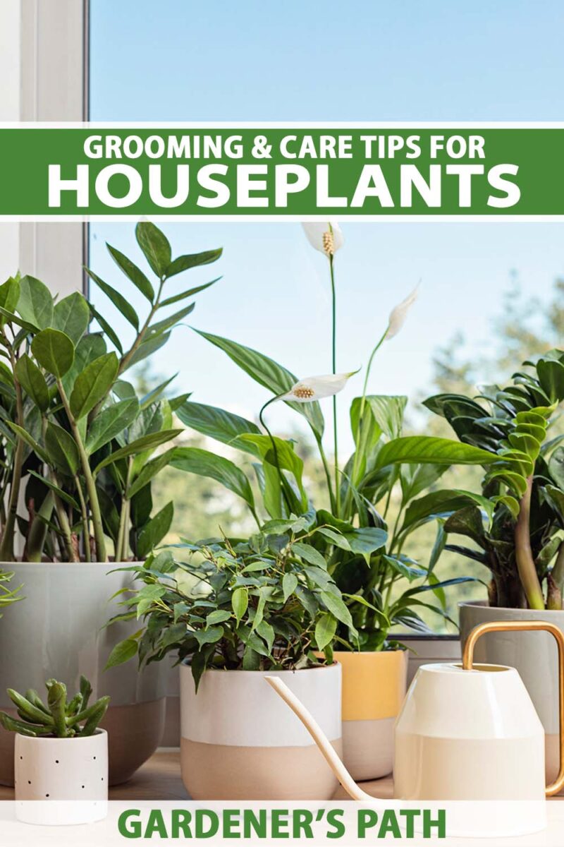 Une image verticale rapprochée d'une collection de plantes d'intérieur dans des pots décoratifs sur un rebord de fenêtre avec une petite boîte d'arrosage. En haut et en bas du cadre se trouve le texte imprimé vert et blanc.