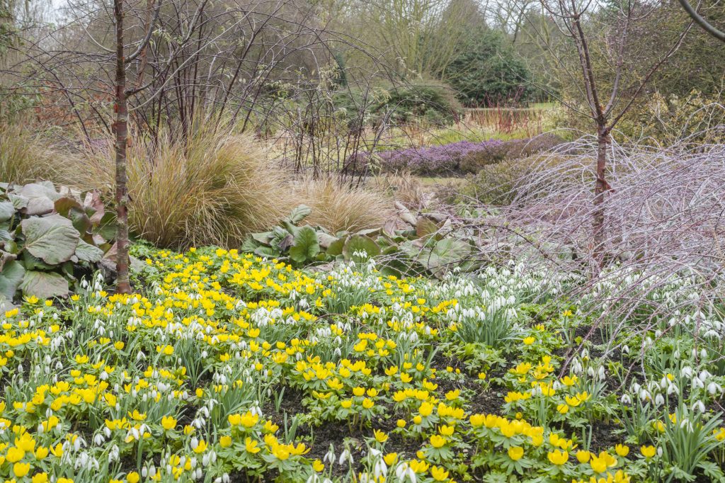 Plantas bulbosas flores invierno