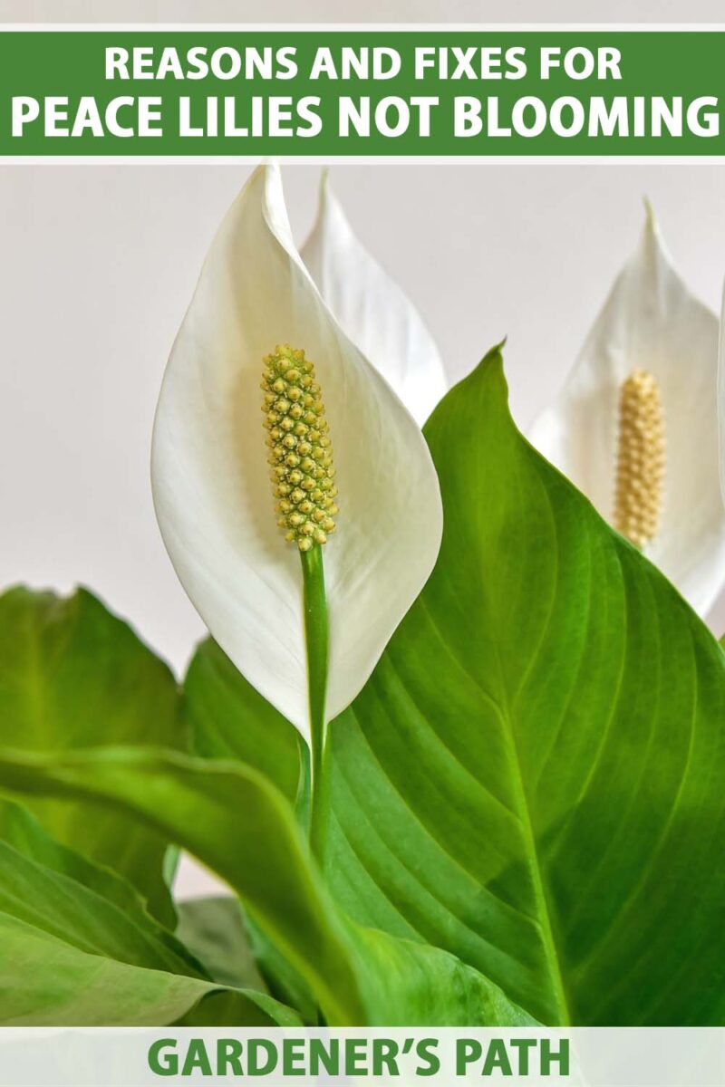 Gros plan de trois fleurs de lys de paix blanches avec feuillage vert.